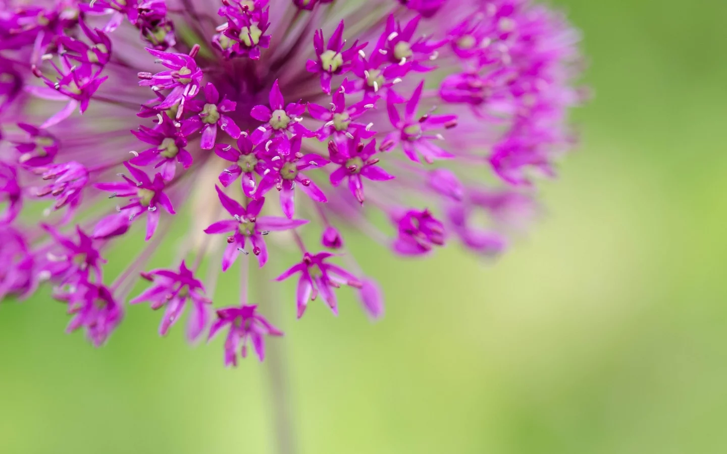 розовый, цветочки, flower, цветы, макро, цветочек