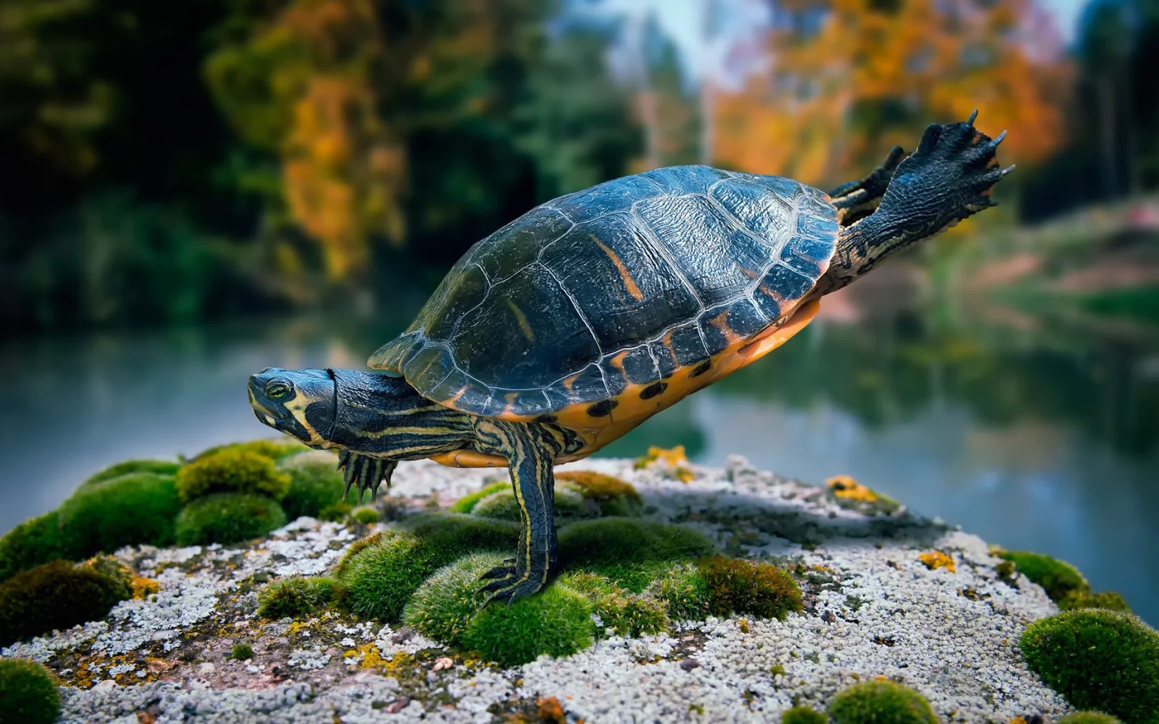 мох, камень, танец, черепаха, ninja turtle, море, животное, океан, панцирь, тартила, песок, вода