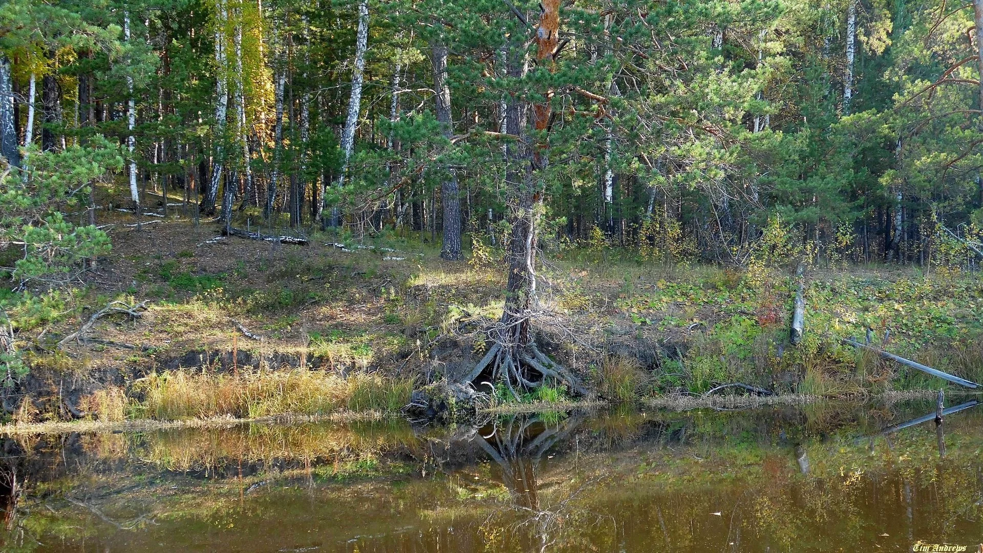 река, берег, деревья