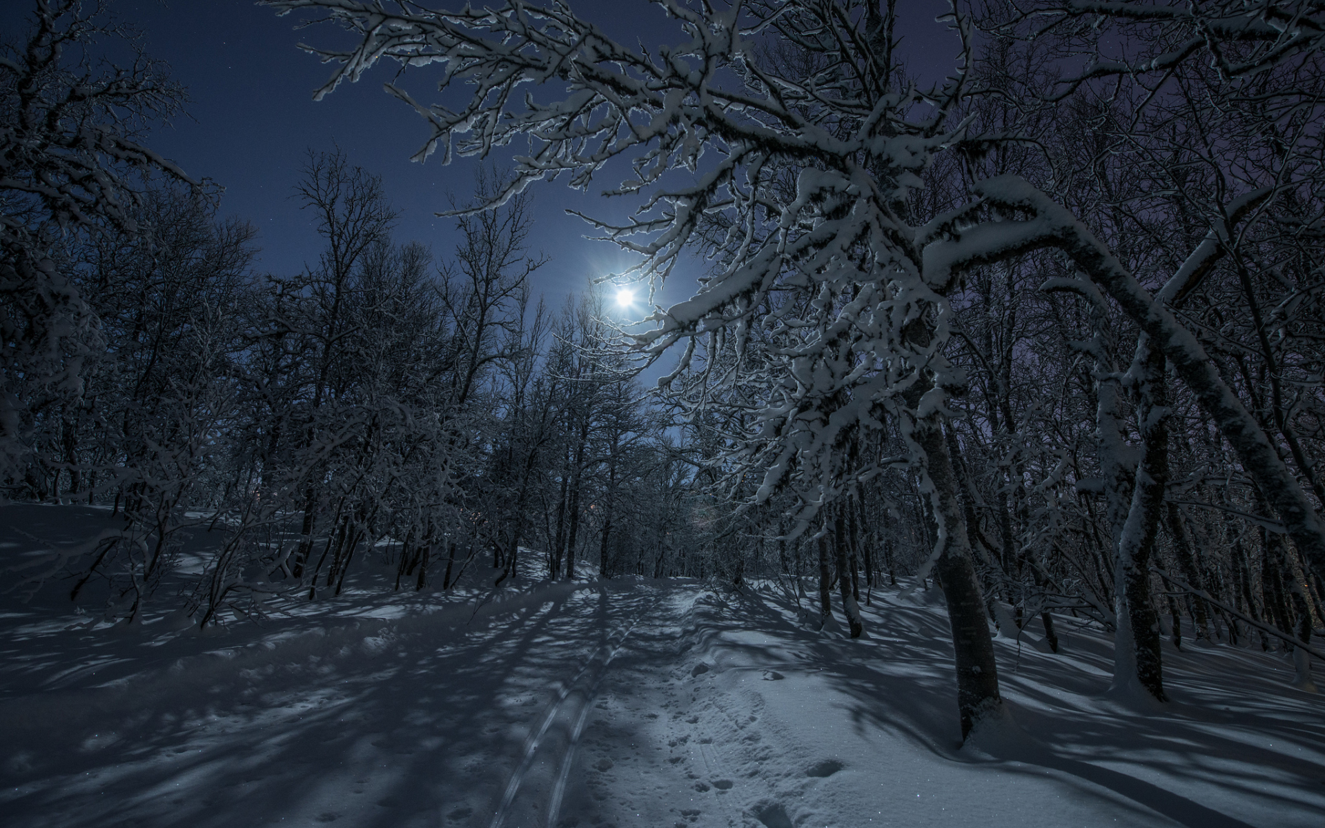 луна, дорога, свет, снег, лес, ночь, зима