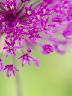 розовый, цветочки, flower, цветы, макро, цветочек
