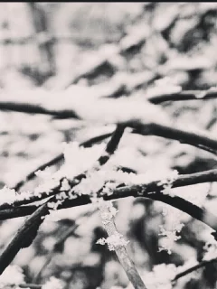 ветка, снег, зима