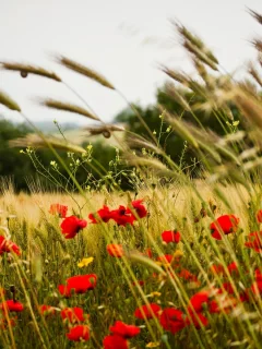 пшеница, цветочки, мак, цветы, flower, колоски, колосья