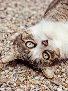 взгляд, морда, кот, глаза, камешки, кошка
