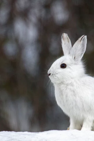 заяц, зайчик, белый, беляк, косой, зима