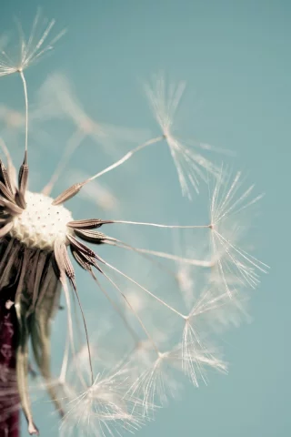 macro, одуванчик, голубой, цветок, макро, dandelion, цветочек