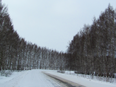 природа, деревья, дорога, зима, снег