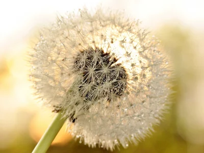 капли, dandelion, drops, цветок, macro, одуванчик, роса, flower, макро