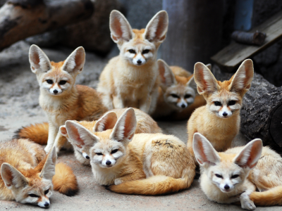 фенек, ушастые, животные, лисы, fennec fox