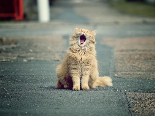 кот, рыжий, зевает
