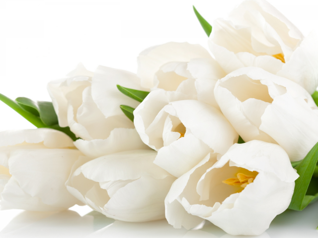 bouquet, tulips, white, тюльпаны, beauty, нежные, petals, flowers, цветы