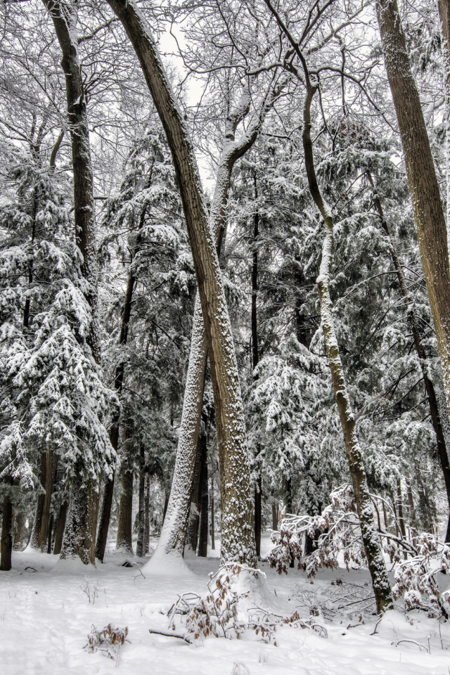 снег, зима, лес, елки, деревья