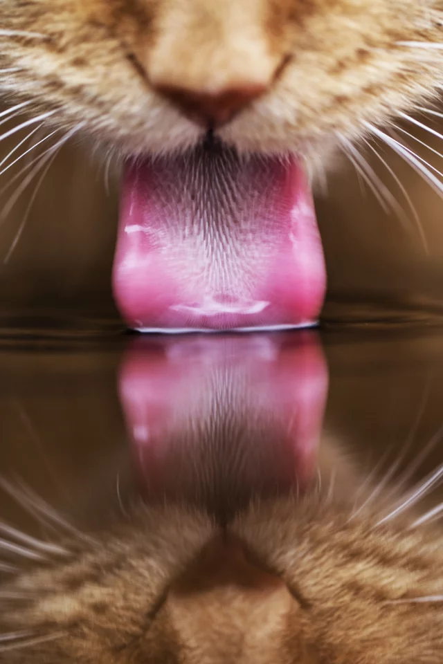 пьет, кот, кошка, язык, рыжий, отражение, вода