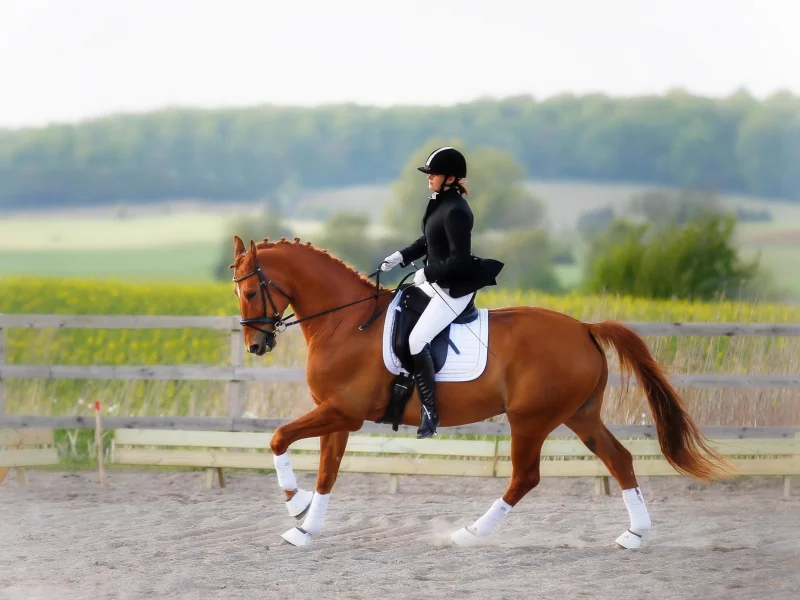 конный спорт, horse, наездница