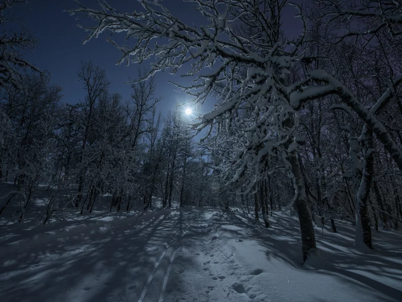 луна, дорога, свет, снег, лес, ночь, зима