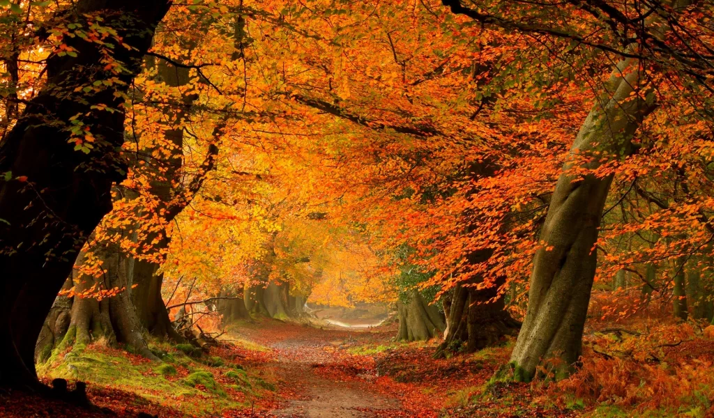 trees, autumn, colorful, road, path, fall, colors, leaves, forest, листья, nature, walk, park