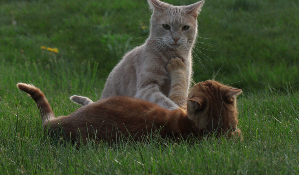 трава, игра, рыжие, кошка, кот