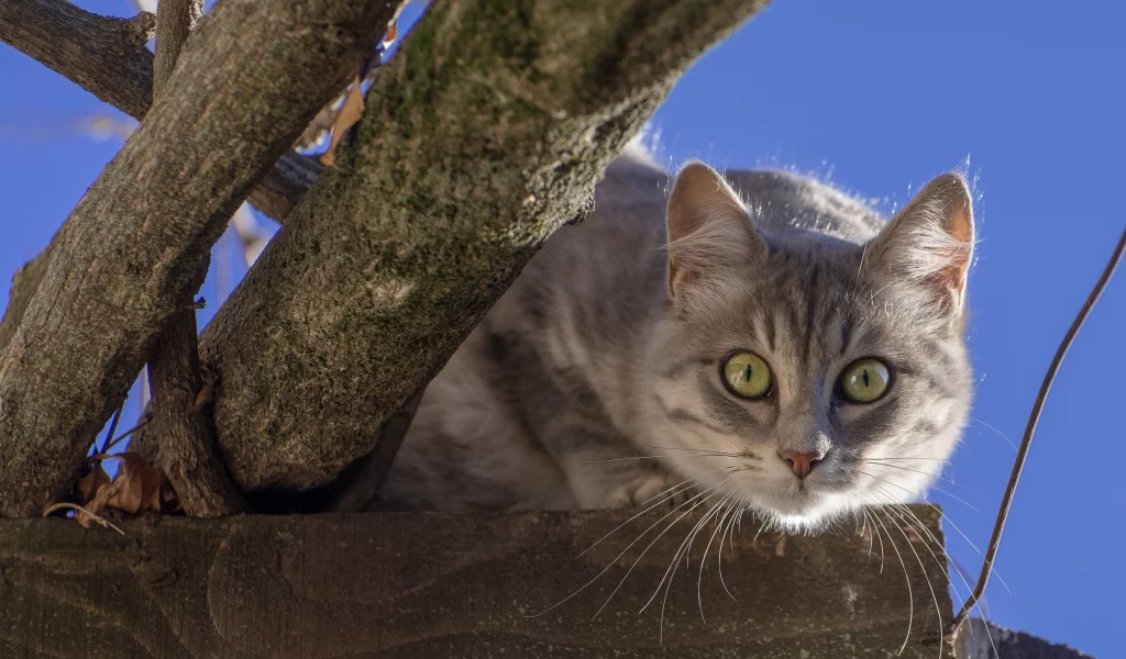 кошка, мордочка, взгляд