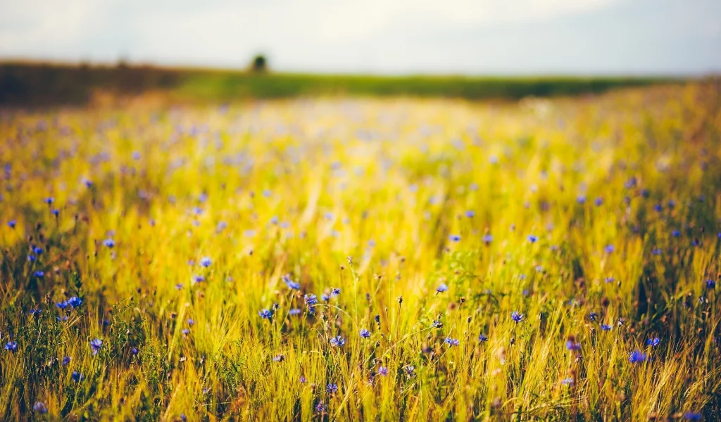 цветы, фиолетовый, пшеница, цветочки, синий, flower, flowers