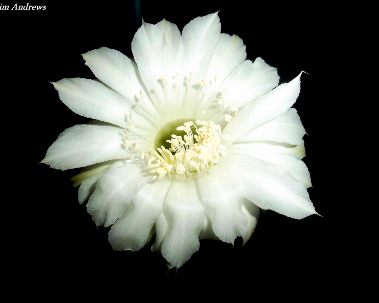 цветок, кактус, белый, красиво