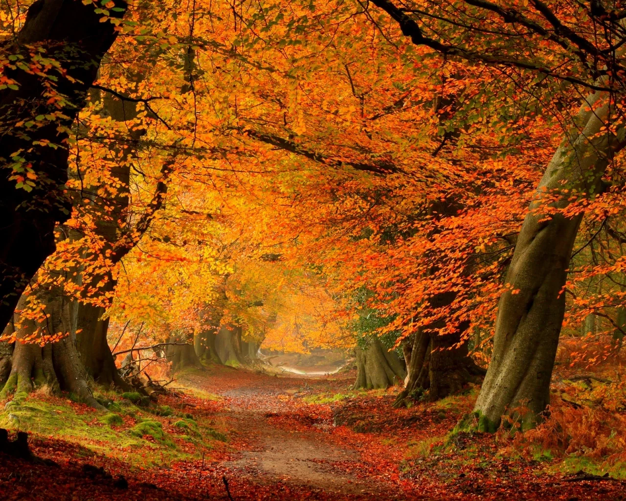 trees, autumn, colorful, road, path, fall, colors, leaves, forest, листья, nature, walk, park
