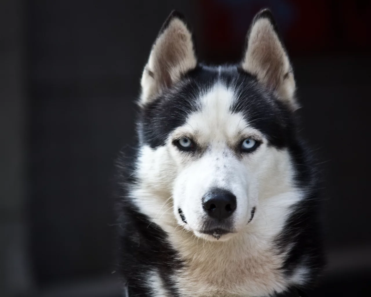 white, black, danger, cute, husky, blue eyes, dog