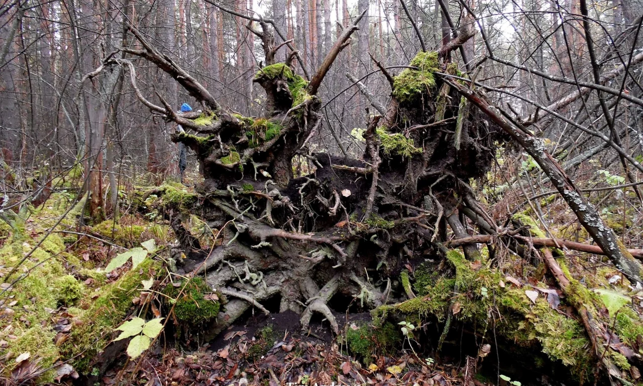 лес, корневище, поваленое