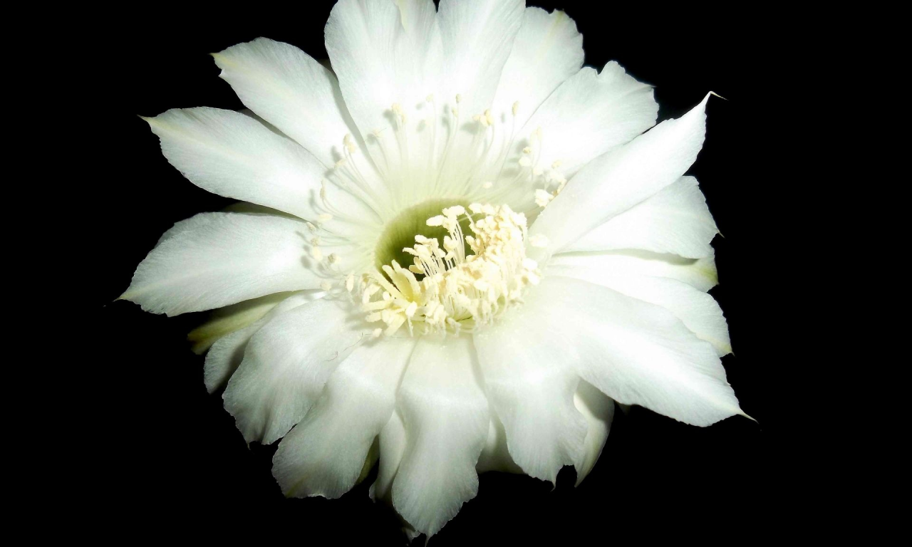 цветок, кактус, белый, красиво