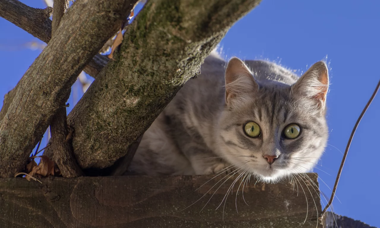 кошка, мордочка, взгляд