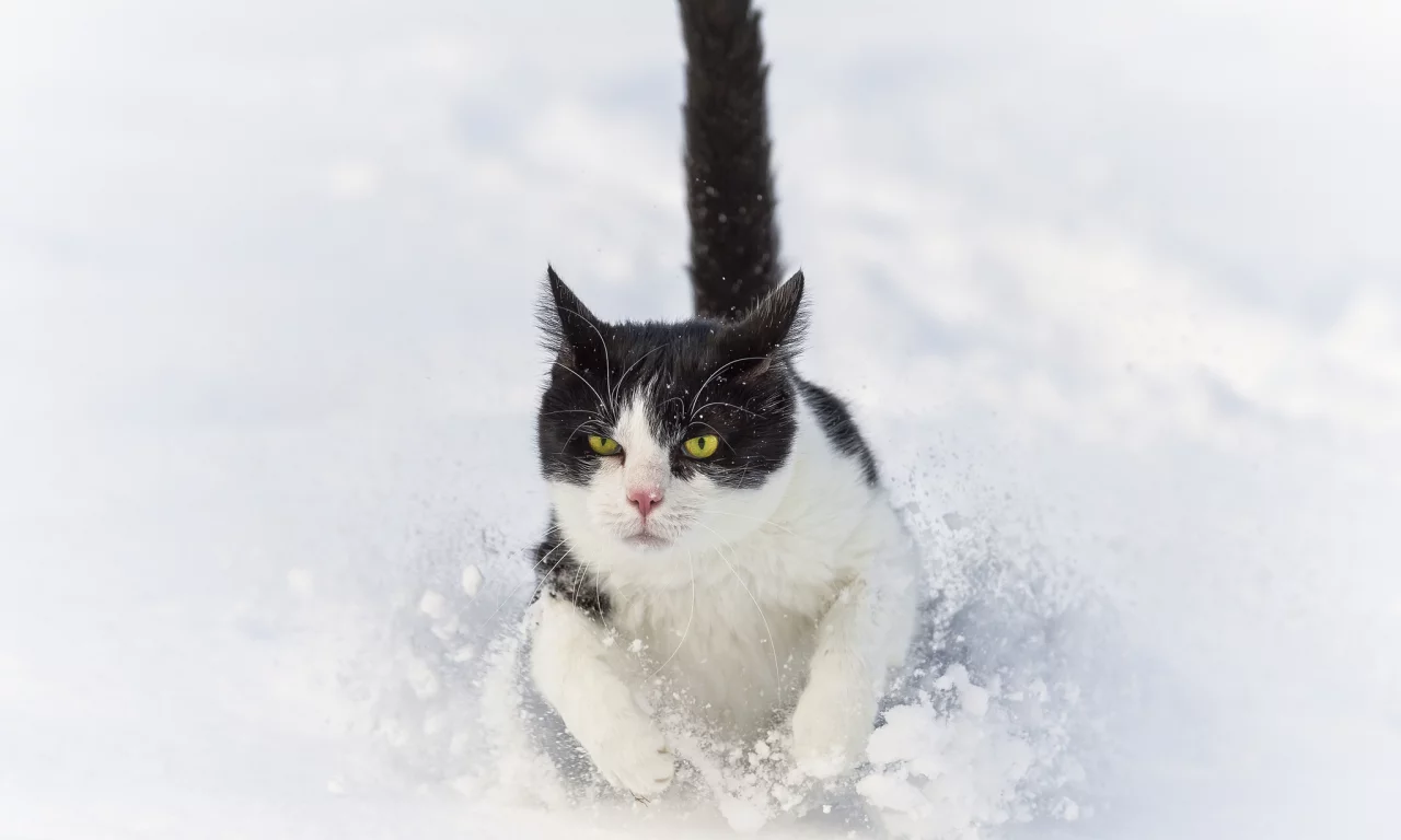 ctambako the jaguar, снег, бежит, сугроб, кот, зима, кошка