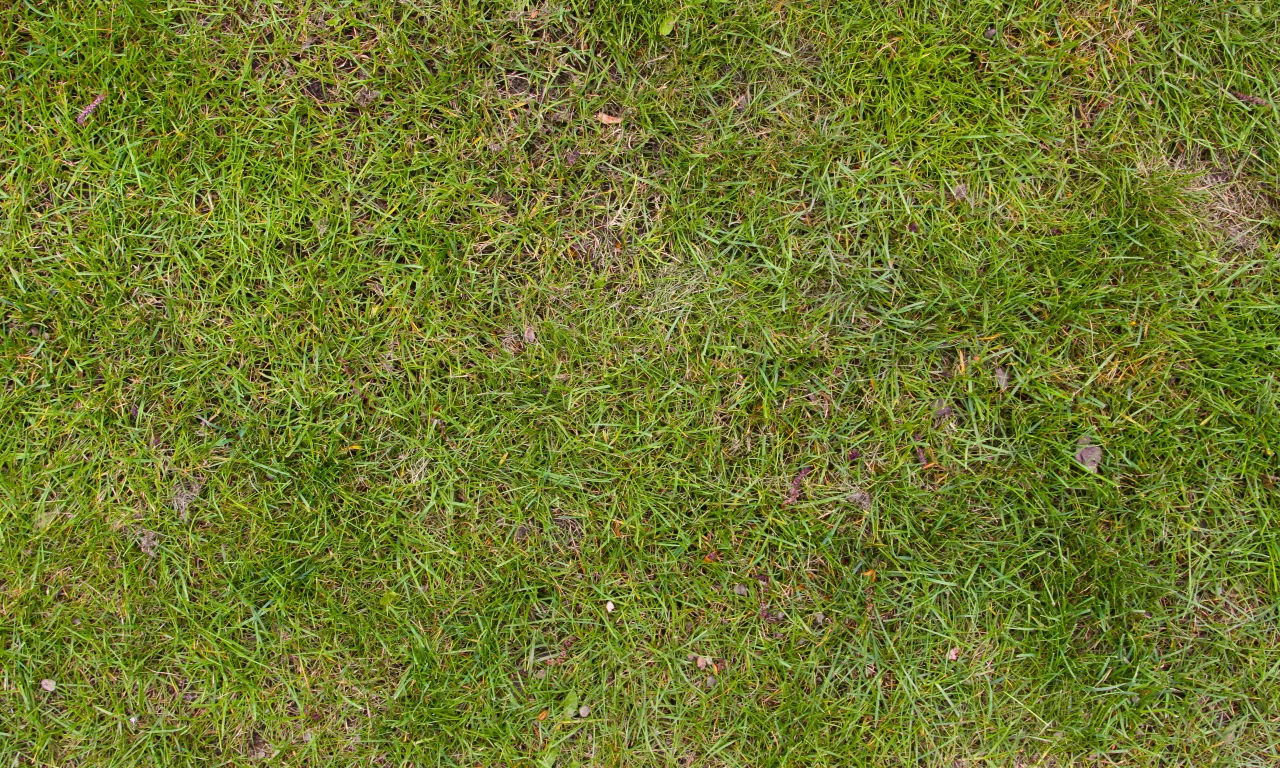 grass, land, plant life, soil