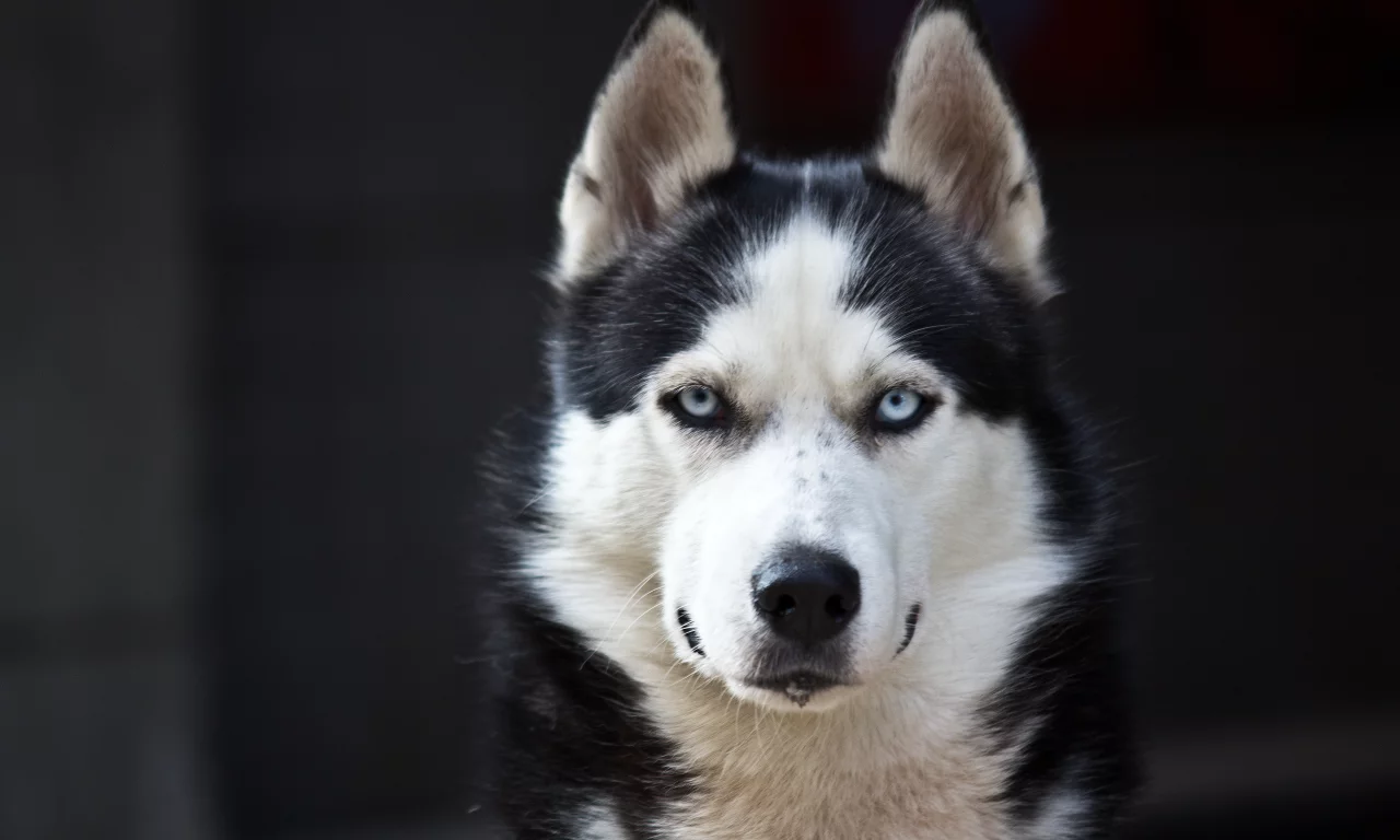 white, black, danger, cute, husky, blue eyes, dog