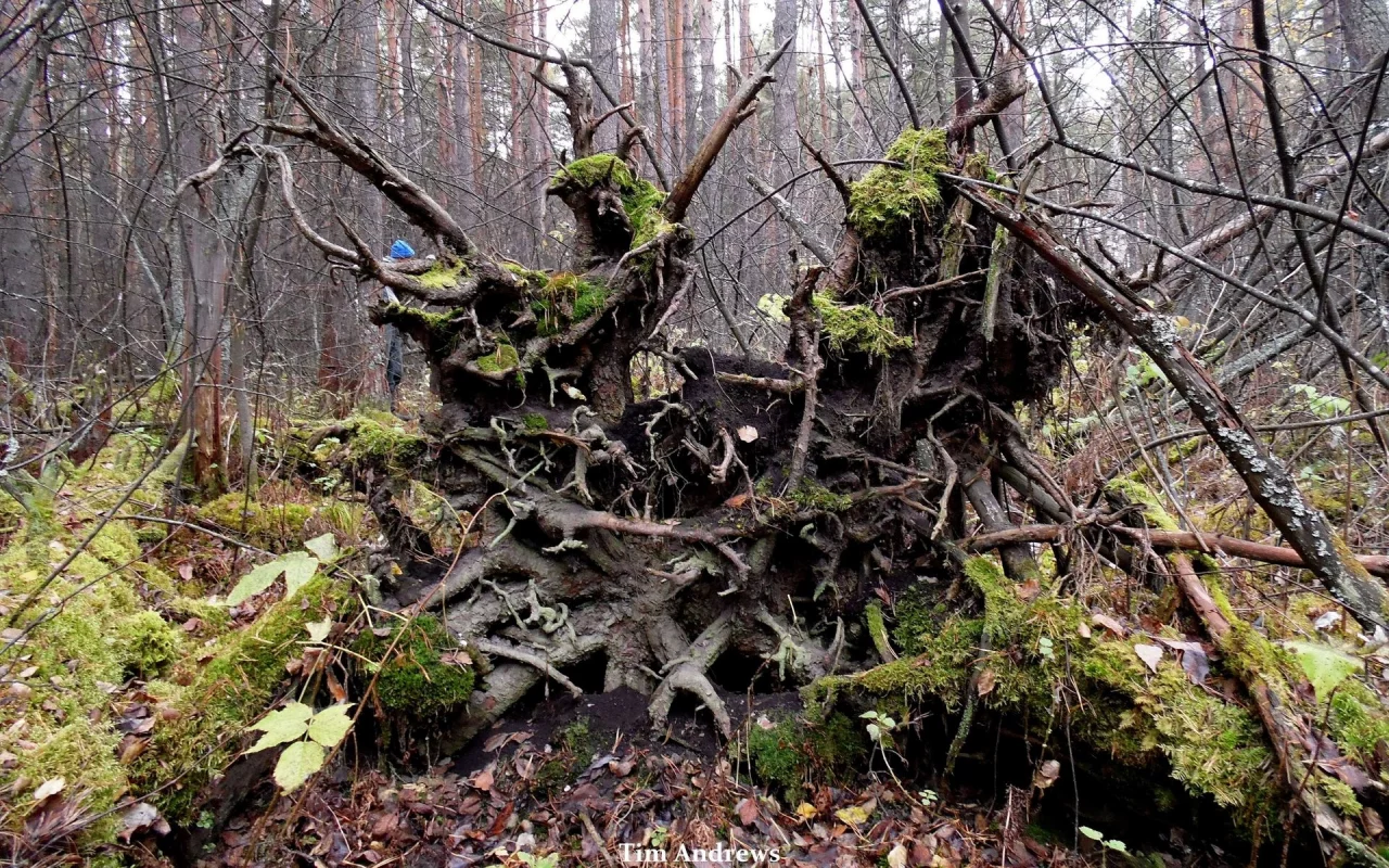 лес, корневище, поваленое