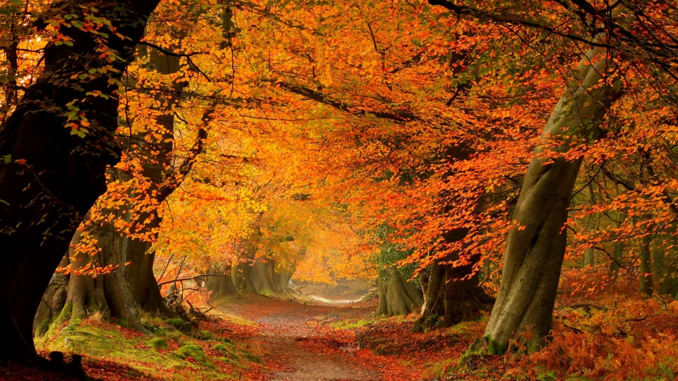 trees, autumn, colorful, road, path, fall, colors, leaves, forest, листья, nature, walk, park