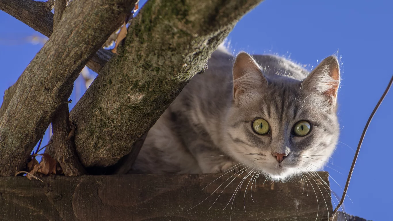 кошка, мордочка, взгляд