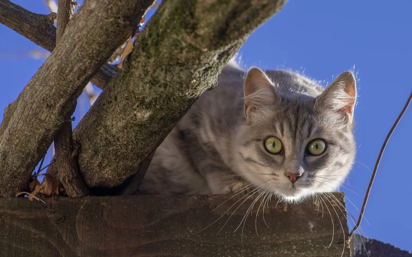 кошка, мордочка, взгляд