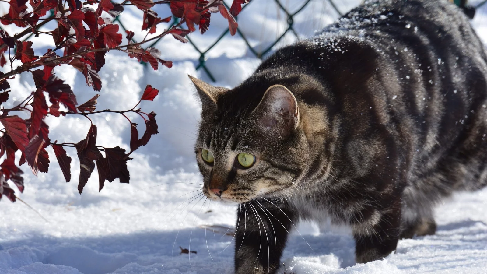 кот, зима