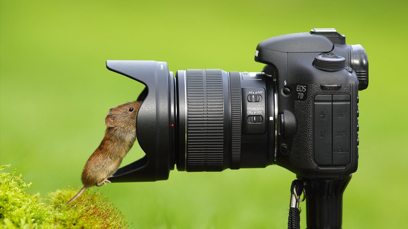 мышка, объектив, любопытство, фотоаппарат