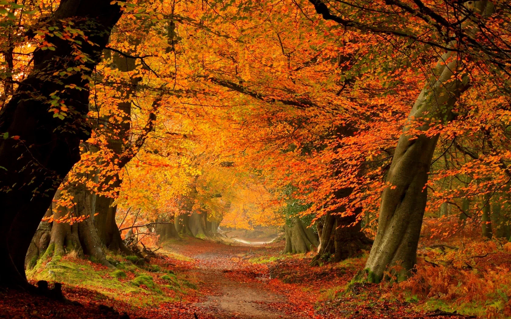 trees, autumn, colorful, road, path, fall, colors, leaves, forest, листья, nature, walk, park