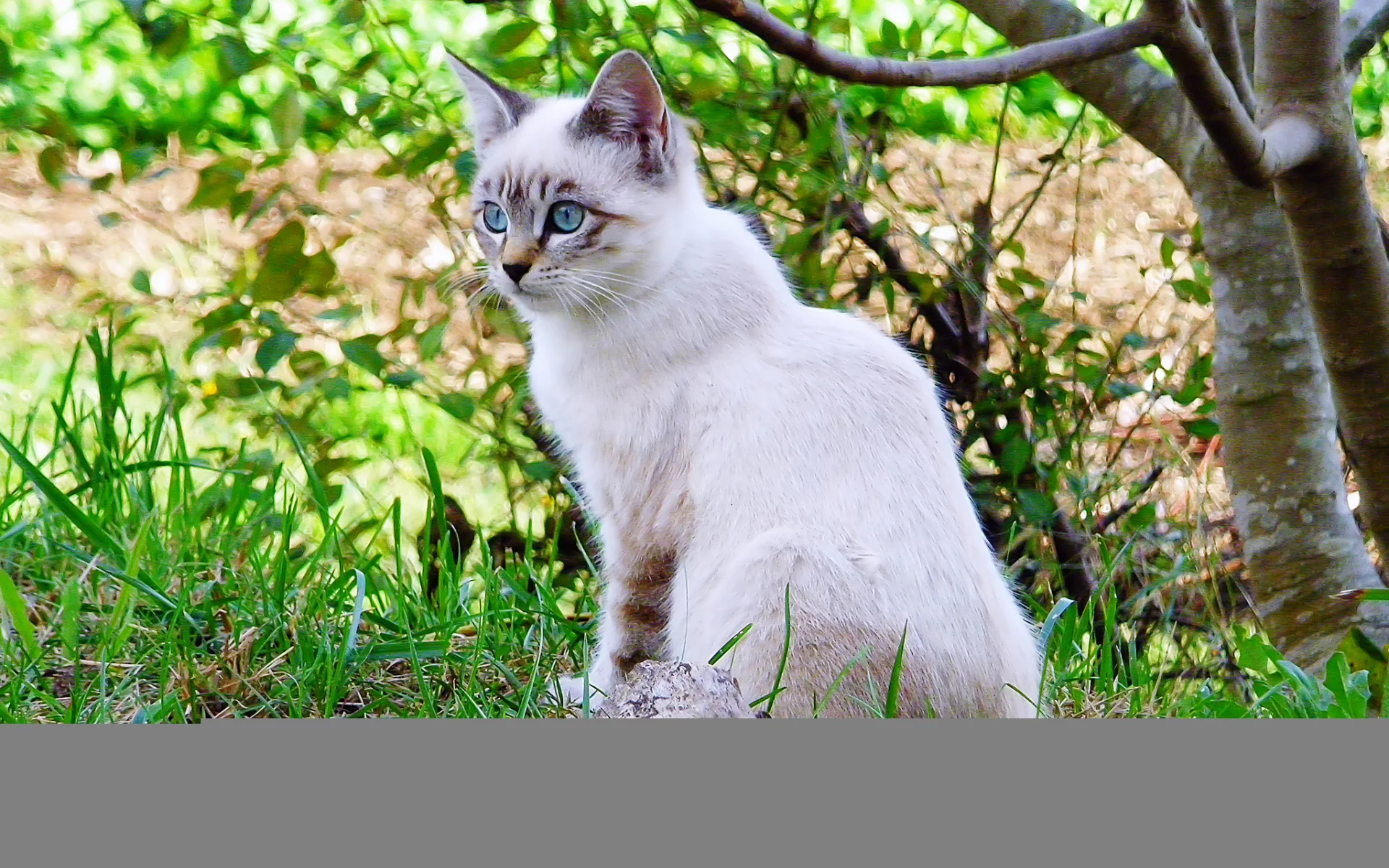 кошка, белая, ветки, дерево, трава, leo margareto