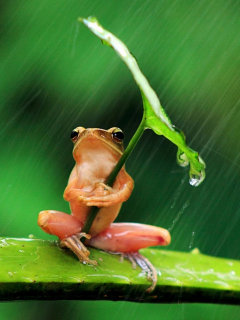 дождь, листок, лягушка, фон
