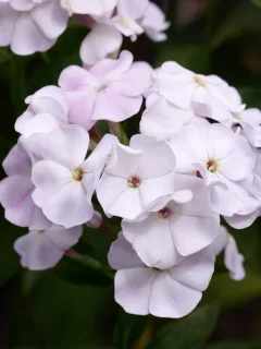 флокс, белый, один, макро