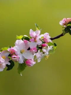 яблоня, ветка, цветки, цветение, весна, макро, природа