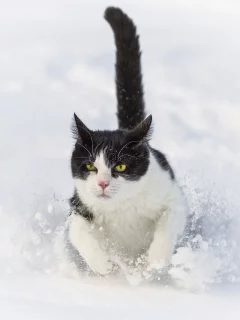 ctambako the jaguar, снег, бежит, сугроб, кот, зима, кошка