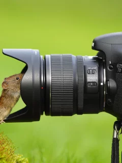 мышка, объектив, любопытство, фотоаппарат