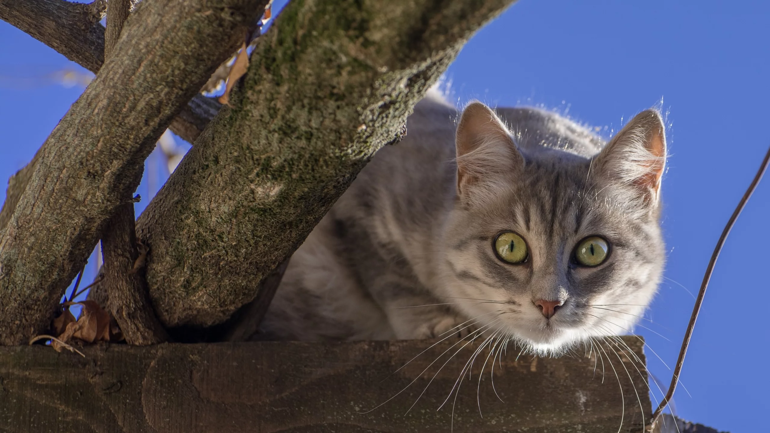 кошка, мордочка, взгляд