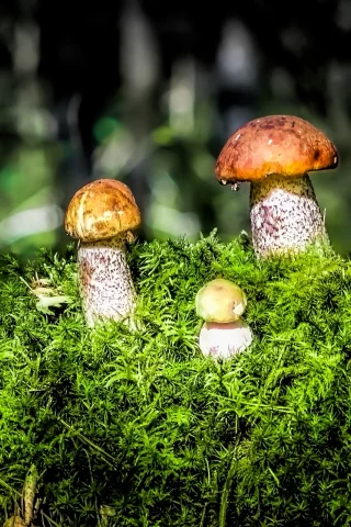 лес, мох, грибы, подосиновики, лето, роса, природа