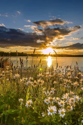 природа, пейзаж, ромашки, цветы, трава, небо, облака, поле, озеро, лебеди, деревья, солнце, лучи