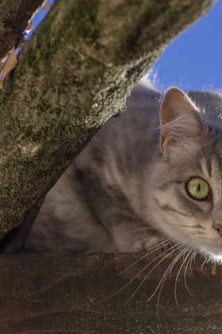 кошка, мордочка, взгляд