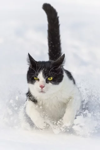 ctambako the jaguar, снег, бежит, сугроб, кот, зима, кошка